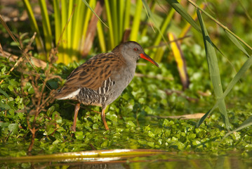 Water rail - Rallus aquaticus - aquatic bird
