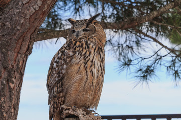 Great horned owl sitting on pine tree