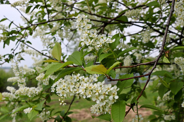 Bird cherry branch (Prunus padus) with white flowers. Prunus, hackberry, hagberry, or Mayday tree blooms in the forest in spring.