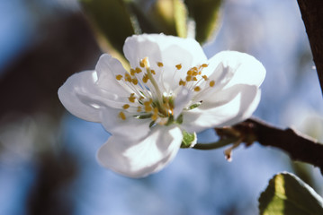 Beautiful cherry flowers. Sakura