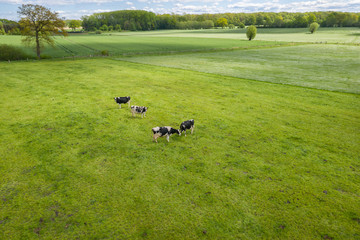 Obraz na płótnie Canvas cows in the pasture