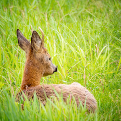 Young roebuck lying in the grass