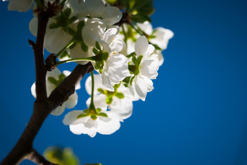 Beautiful cherry flowers. Sakura