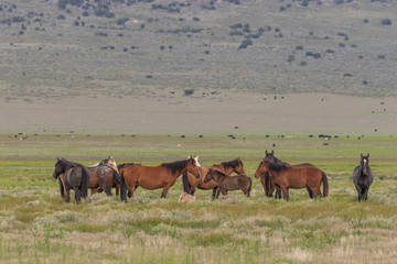 Wild Horses in Spring in the Utah Desert