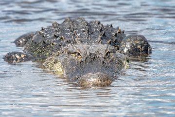 Alligator in waiting