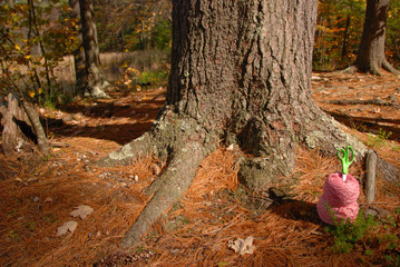 Pink yarn and green scissors on forest floor with pine needles and trees