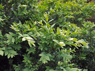 foliage of the common box (Buxus sempervirens), Bethmann Park, Frankfurt am Main