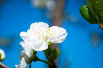 Beautiful cherry flowers. Sakura