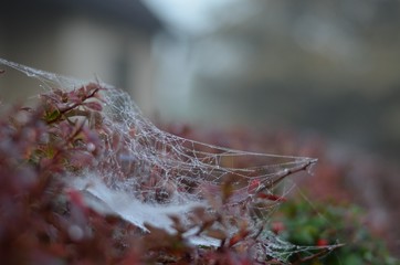 Spinnenweben im Morgentau
