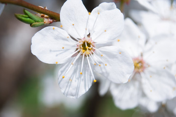 Obraz premium Beautiful cherry flowers. Sakura