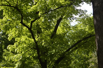 tree in park