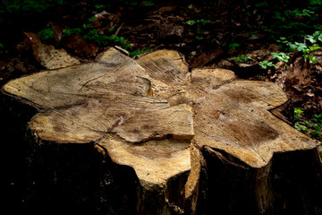 A stump from a sawn old tree