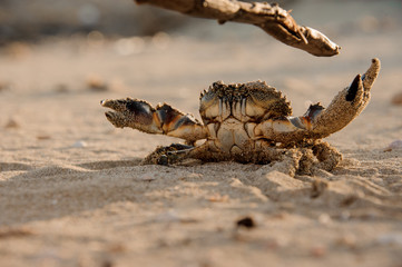 Small crab fights stick with its claws