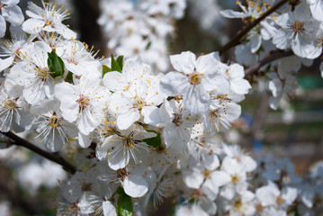 Beautiful cherry flowers. Sakura
