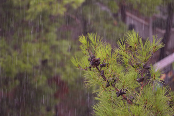 Bright pine branch with cones in the rain. Photography with a slow shutter speed.