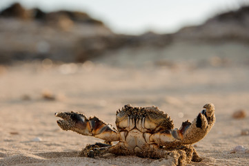 Crab with lifted claws on the seacoast