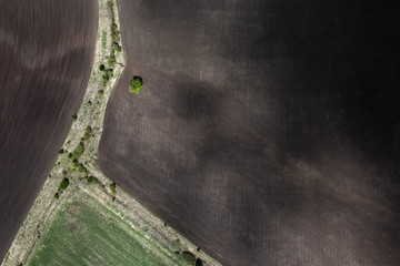 Top view of a tree in farm fields