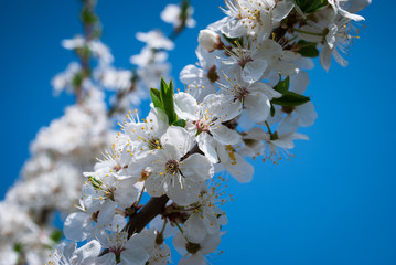 Beautiful cherry flowers. Sakura