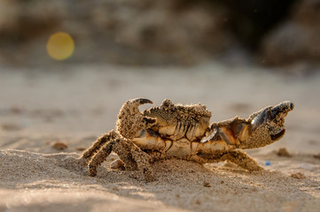 Crab stands in a sun light on the beach
