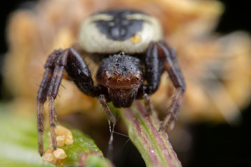 Little synema globosum spider posing on a flower