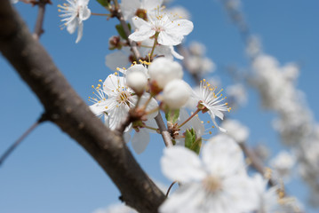 Beautiful cherry flowers. Sakura