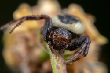 Little synema globosum spider posing on a flower