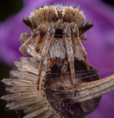 Big agalanatea redii or agalenatea redii spider posing on purple flower