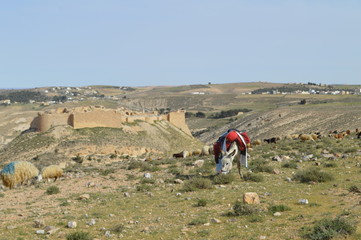 Castles in Jordan 