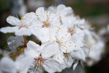 Beautiful cherry flowers. Sakura