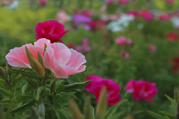 Azalea Flower ; godetia