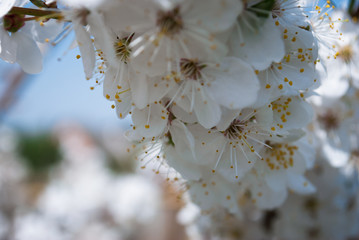 Beautiful cherry flowers. Sakura