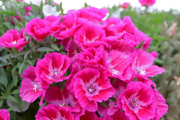 Azalea Flower ; godetia
