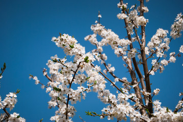 Beautiful cherry flowers. Sakura