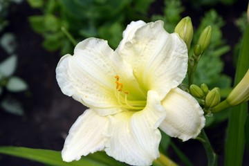 Obraz na płótnie Canvas Delightful flowering white daylily leaves unforgettable impressions. 
