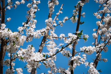 Beautiful cherry flowers. Sakura