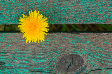 yellow dandelion on a blue wood background