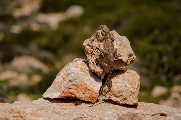 Close shot of reptile on the rocks