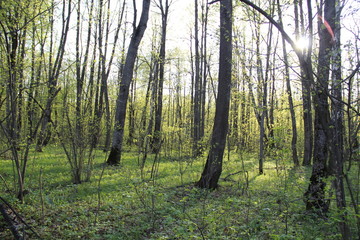 Obraz premium trees in the forest