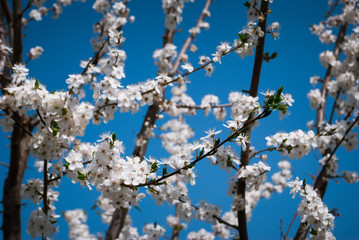 Beautiful cherry flowers. Sakura