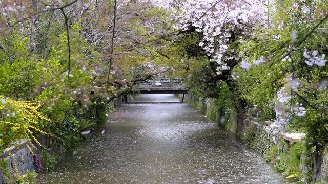 Kyoto residential neighborhood in spring with cherry blossom flower petals falling blowing in wind along river canal in April in Japan in slow motion