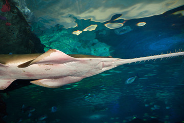 Underside of a smalltooth or green Sawfish a Ray with a flat rostrum with teeth - obrazy, fototapety, plakaty