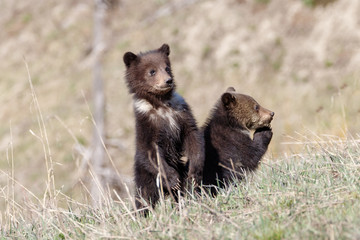 Grizzly cubs standing and praying