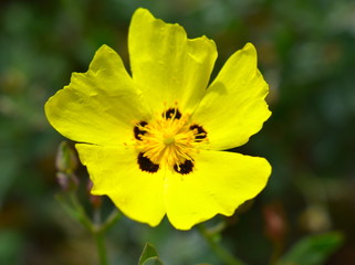 Halimium Flower (Cistus) 