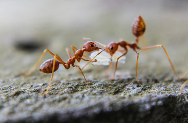 Red imported fire ant,Action of fire ant