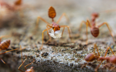 Red imported fire ant,Action of fire ant