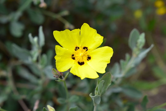 Halimium Flower (Cistus) 