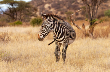 Fototapeta na wymiar Grevy's Grévy's zebra, Equus grevyi, with black and white stripes in dusty dry scrub. Samburu National Reserve, Kenya, Africa. Endangered species seen on African safari