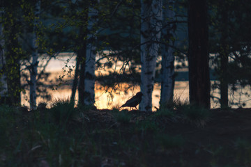 the silhouette of a bird among the trees at sunset