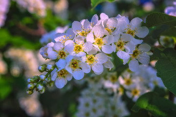 Blossoming branches of white bird cherry on a blurred background. Abundant flowering of European bird cherry.