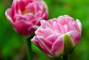 Fototapeta premium Luxurious bright pink tulips in the garden in spring close-up